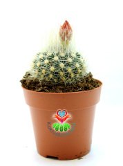 Notocactus Rubibuenekeri Kırmızı Çiçekli Tomurcuğu Üzerinde 8,5 cm Saksıda -Beyaz Dikenli Kaktüs
