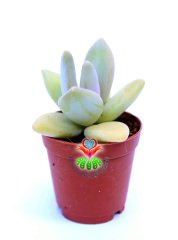 Pachyphytum Bracteosum 5,5 cm Saksılı Sınırlı Sayıda Nadir Sukulent
