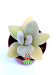 Pachyphytum Bracteosum 5,5 cm Saksılı Sınırlı Sayıda Nadir Sukulent