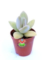 Pachyphytum Bracteosum 5,5 cm Saksılı Sınırlı Sayıda Nadir Sukulent