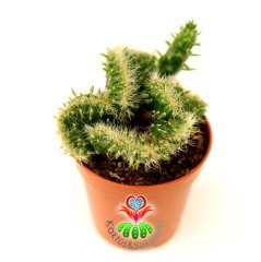 Beyin Kaktüs, Opuntia Cylindrica Cristata-Özel Seri 5,5 cm Saksı Dolusu Yeşil Renk