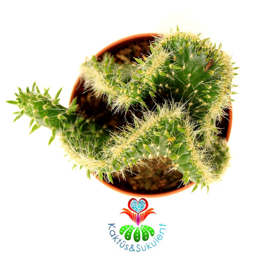 Beyin Kaktüs, Opuntia Cylindrica Cristata-Özel Seri 5,5 cm Saksı Dolusu Yeşil Renk