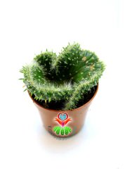 Beyin Kaktüs, Opuntia Cylindrica Cristata-Özel Seri 5,5 cm Saksı Dolusu Yeşil Renk
