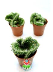 Beyin Kaktüs, Opuntia Cylindrica Cristata-Özel Seri 5,5 cm Saksı Dolusu Yeşil Renk