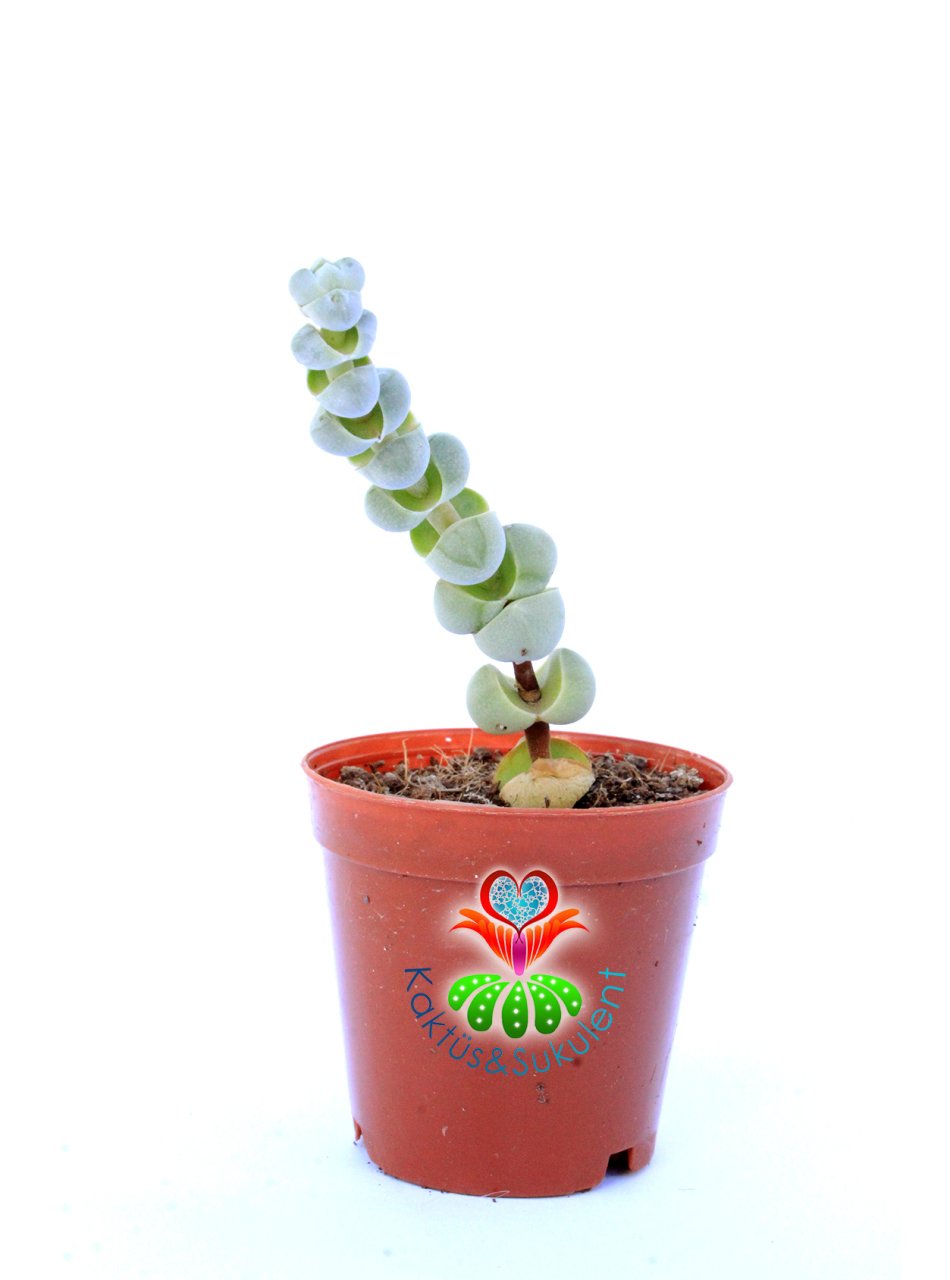 Crassula Arta-Katmanlı Beyaz-Gri Renk Özel Tür Sukulent-5,5 cm Saksıda
