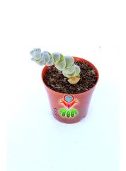Crassula Arta-Katmanlı Beyaz-Gri Renk Özel Tür Sukulent-5,5 cm Saksıda
