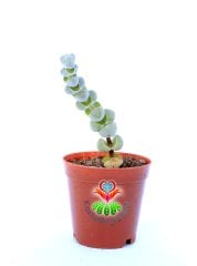 Crassula Arta-Katmanlı Beyaz-Gri Renk Özel Tür Sukulent-5,5 cm Saksıda