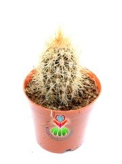 Weberbauerocereus Johnsonii - Altın Dikenli Kaktüs, 5,5 cm saksılı Kaktüs