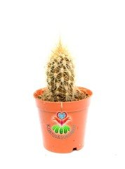 Weberbauerocereus Johnsonii - Altın Dikenli Kaktüs, 5,5 cm saksılı Kaktüs