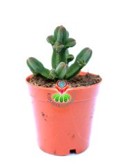 Crassula Pyramidalis -Çok Özel Tür Katmanlı Sukulent 5,5 cm Saksıda
