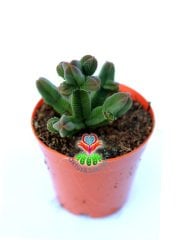 Crassula Pyramidalis -Çok Özel Tür Katmanlı Sukulent 5,5 cm Saksıda