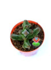Crassula Pyramidalis -Çok Özel Tür Katmanlı Sukulent 5,5 cm Saksıda