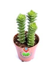 Sukulent,Crassula Capitella Ssp. -Çapraz Yapraklı- 5,5 cm saksıda sukulent
