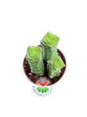 Sukulent,Crassula Capitella Ssp. -Çapraz Yapraklı- 5,5 cm saksıda sukulent