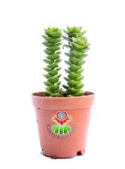 Sukulent,Crassula Capitella Ssp. -Çapraz Yapraklı- 5,5 cm saksıda sukulent