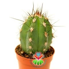 Kaktüs, Stetsonia Coryne-Sıradışı Siyah Dev Dikenli - 8 cm Saksı Dolusu- Hızlı Büyür
