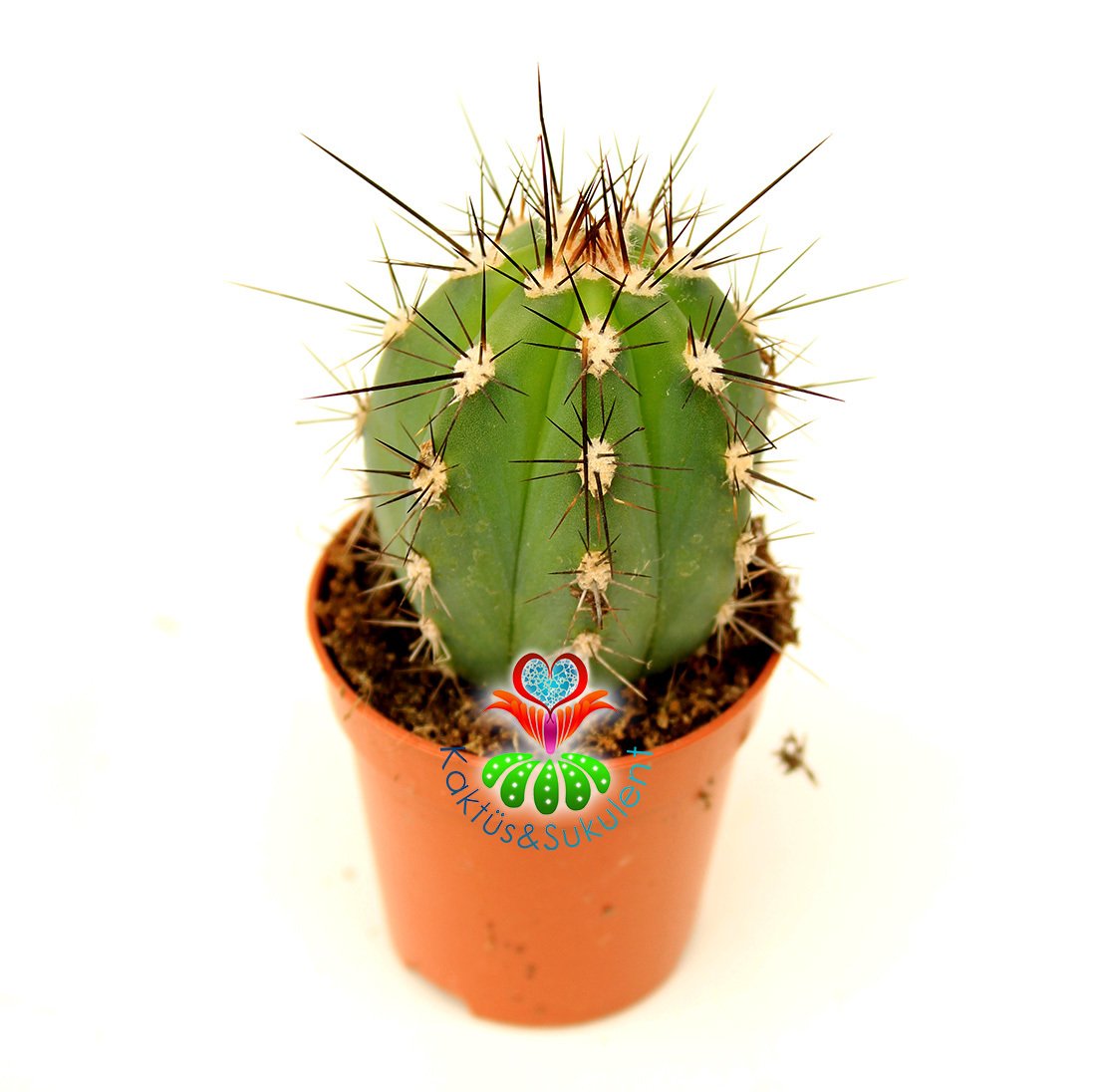 Kaktüs, Stetsonia Coryne-Sıradışı Siyah Dev Dikenli - 8 cm Saksı Dolusu- Hızlı Büyür