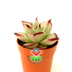Sukulent, Echeveria Agavoides Ebony - Yaprak Uçları Güneşte Bordolaşır - 5,5 cm Saksıda Nadir Tür