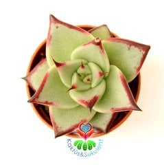 Sukulent, Echeveria Agavoides Ebony - Yaprak Uçları Güneşte Bordolaşır - 5,5 cm Saksıda Nadir Tür