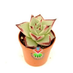 Sukulent, Echeveria Agavoides Ebony - Yaprak Uçları Güneşte Bordolaşır - 5,5 cm Saksıda Nadir Tür