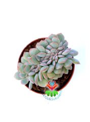 Sukulent, Echeveria Minima Cristata-Yaprak Uçları Kızarır -5,5 cm Saksıda Kıvrımlı Sukulent