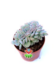 Sukulent, Echeveria Minima Cristata-Yaprak Uçları Kızarır -5,5 cm Saksıda Kıvrımlı Sukulent