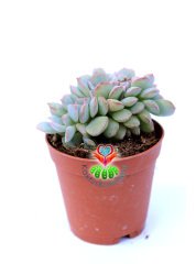 Sukulent, Echeveria Minima Cristata-Yaprak Uçları Kızarır -5,5 cm Saksıda Kıvrımlı Sukulent