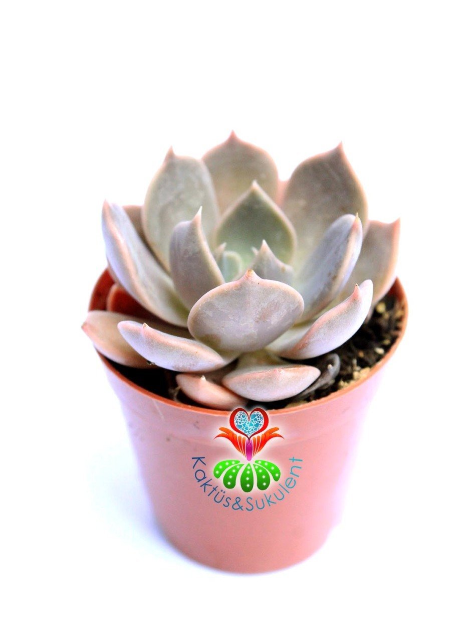 Echeveria Elegans-Pembe,Gri ve Yeşil Tonlarında -5,5 cm Saksıda