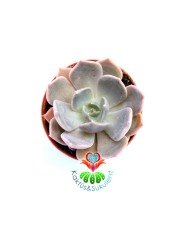 Echeveria Elegans-Pembe,Gri ve Yeşil Tonlarında -5,5 cm Saksıda