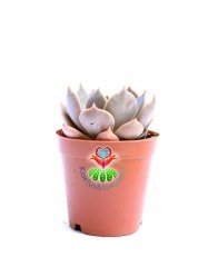 Echeveria Elegans-Pembe,Gri ve Yeşil Tonlarında -5,5 cm Saksıda