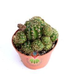 Lobivia Arachnacantha Yavrulu Halde,Sarı Renk Çiçek Açar-8,5 cm saksıda-Teraryum,Sukulent