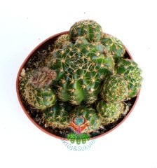 Lobivia Arachnacantha Yavrulu Halde,Sarı Renk Çiçek Açar-8,5 cm saksıda-Teraryum,Sukulent