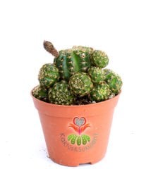 Lobivia Arachnacantha Yavrulu Halde,Sarı Renk Çiçek Açar-8,5 cm saksıda-Teraryum,Sukulent
