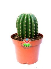 Trichocereus Pasacana F.Brevispinus Hort.Dev Pembe Büyük Çiçek açar 13 cm Saksılı