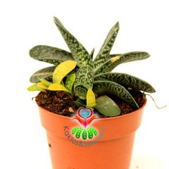 Gasteria Gracilis Variegata Doğal Sarı-Yeşil Renkli Nadir Tür -8,5 cm Saksıda Yavruları Sarı Renkli Çıkar