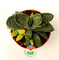 Gasteria Gracilis Variegata Doğal Sarı-Yeşil Renkli Nadir Tür -8,5 cm Saksıda Yavruları Sarı Renkli Çıkar