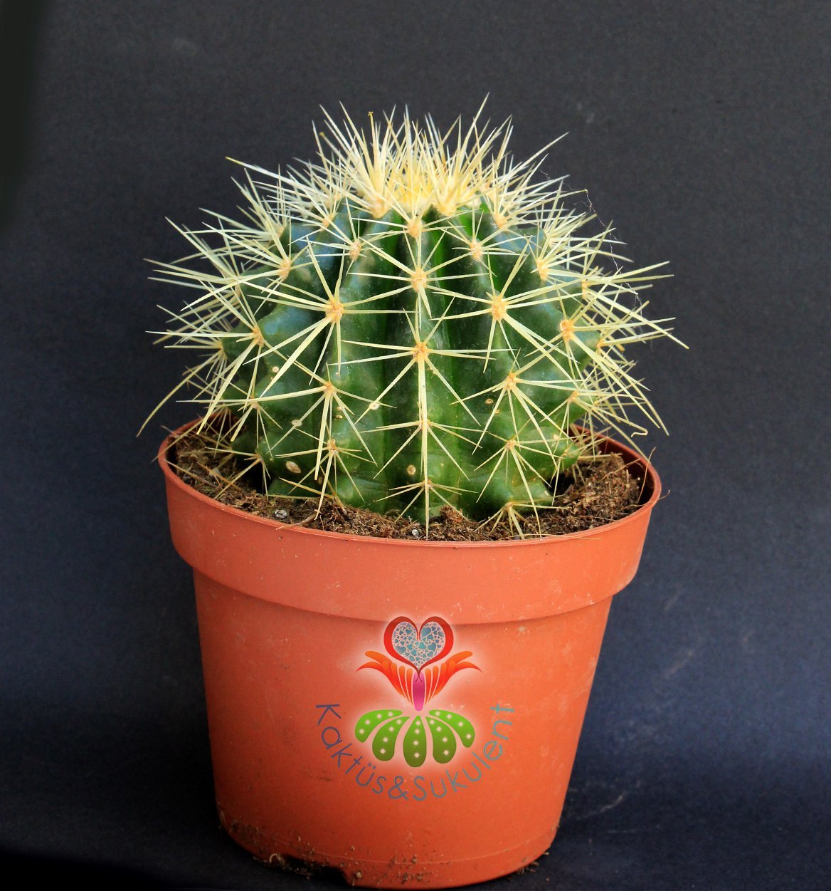 Echinocactus Grusonii Altınfıçı Kaktüsü- Çok Hızlı Büyür -12 cm saksıda- Sukulent
