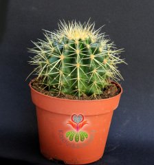 Echinocactus Grusonii Altınfıçı Kaktüsü- Çok Hızlı Büyür -12 cm saksıda- Sukulent