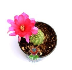 Lobivia Sp. -Fuşya- Koyu Pembe Renk Çiçekli -5,5 cm saksıda-Teraryum,Sukulent