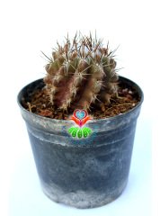 Neochilenia Jussieu, Koleksiyon Ürünü 5,5 cm Saksılı Nadir Tür Kaktüs