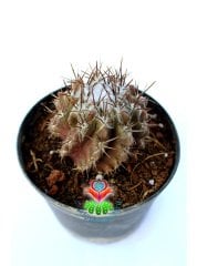 Neochilenia Jussieu, Koleksiyon Ürünü 5,5 cm Saksılı Nadir Tür Kaktüs