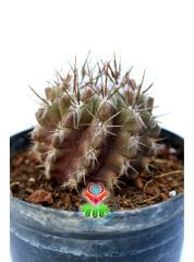 Neochilenia Jussieu, Koleksiyon Ürünü 5,5 cm Saksılı Nadir Tür Kaktüs
