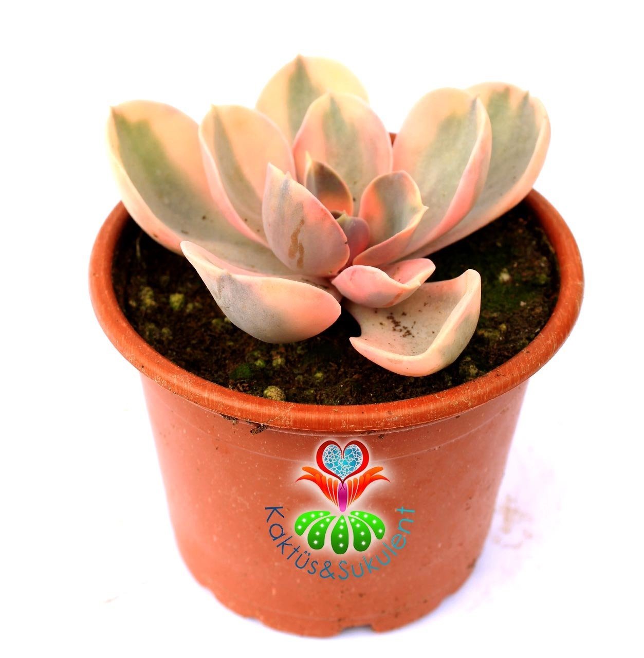 Echeveria 'Rainbow' -Gökkuşağı - Doğal Karışık Renkli- Büyük Boy-Birçok Renkte Çok Nadir Tür-5,5 cm saksıda Sukulent