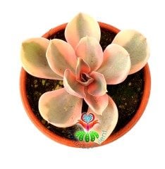 Echeveria 'Rainbow' -Gökkuşağı - Doğal Karışık Renkli- Büyük Boy-Birçok Renkte Çok Nadir Tür-5,5 cm saksıda Sukulent