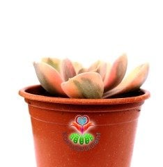 Echeveria 'Rainbow' -Gökkuşağı - Doğal Karışık Renkli- Büyük Boy-Birçok Renkte Çok Nadir Tür-5,5 cm saksıda Sukulent