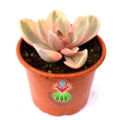 Echeveria 'Rainbow' -Gökkuşağı - Doğal Karışık Renkli- Büyük Boy-Birçok Renkte Çok Nadir Tür-5,5 cm saksıda Sukulent
