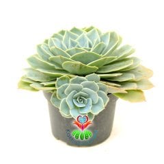 Dev Sukulent, Echeveria Glauca Açık Mavi Tonlarında Anaç Boy Yavru Verir- 14 cm Saksıda