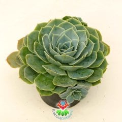 Dev Sukulent, Echeveria Glauca Açık Mavi Tonlarında Anaç Boy Yavru Verir- 14 cm Saksıda