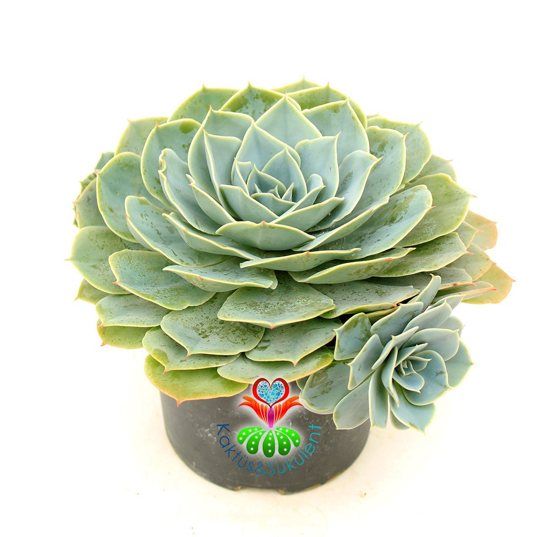 Dev Sukulent, Echeveria Glauca Açık Mavi Tonlarında Anaç Boy Yavru Verir- 14 cm Saksıda
