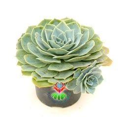 Dev Sukulent, Echeveria Glauca Açık Mavi Tonlarında Anaç Boy Yavru Verir- 14 cm Saksıda